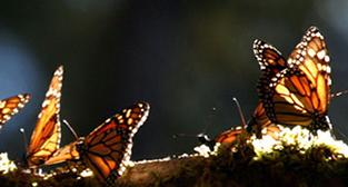 Monarch butterflies
